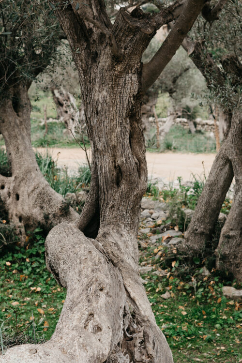 Mallorca in January