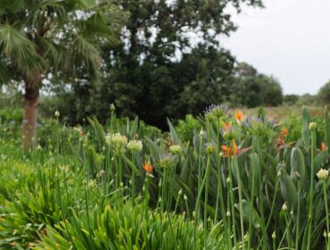 garden-porto-colom-6 Mashamba